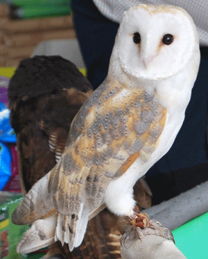 Image of Year 1 Bun Sale for the Owls